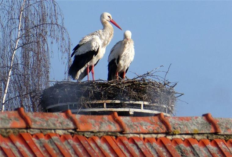Sonntagmorgen waren „Frieda“ und „Kurti“ in der Allersstraße noch mit der Morgentoilette beschäftigt.