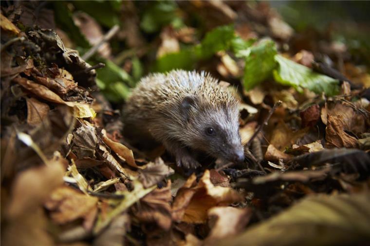 Milde Temperaturen Natur durcheinander bringen Spätfröste können für Igel gefährlich werden, die aus dem Winterschlaf erwacht sind und sich auf Nahrungssuche begeben.