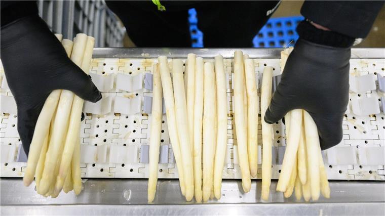 Spargel wird im Spargelhof Heuer in der Region Hannover sortiert.