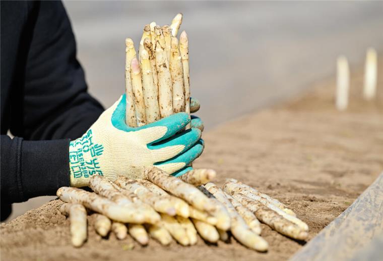 Spargelsaison 2025 in Niedersachsen gestartet – erste Ernte läuft Spargelstangen liegen auf einem Spargelfeld des Spargel- und Obsthofs Wendel.