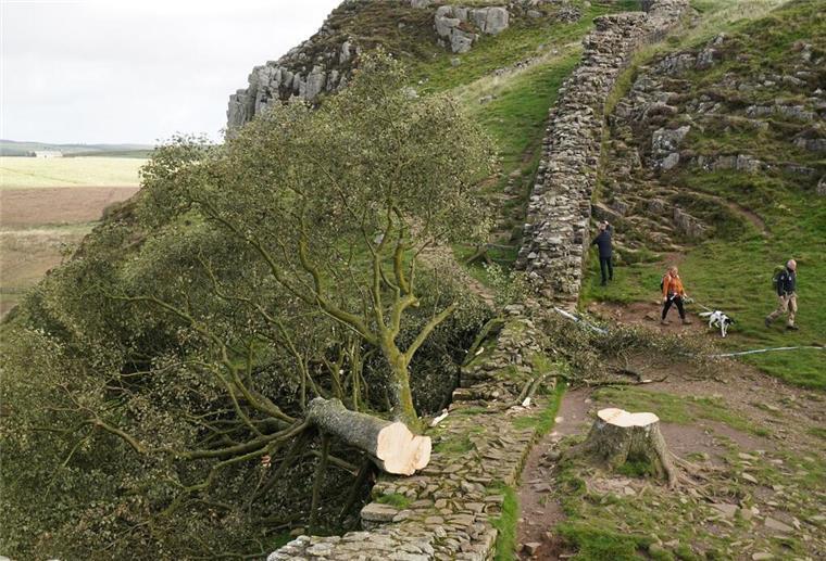 Berühmter Baum gefällt: König Charles bekommt Ableger Spaziergänger gehen im September 2023 am illegal gefällten Berg-Ahorn-Baum („Sycamore Tree“) am Hadrianswall in Northumberland vorbei.