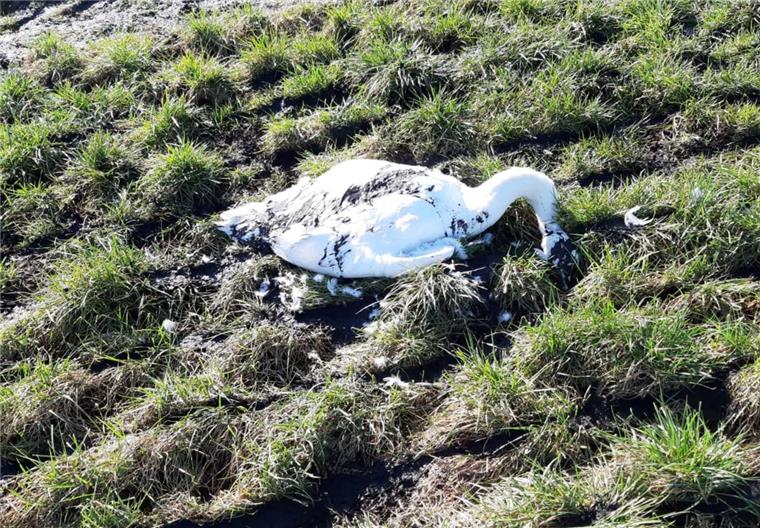 Toter Schwan in Büttel entdeckt: Wurde er überfahren? Spaziergänger haben in Büttel auf einer Weide neben der Zufahrtsstraße zum Wesertunnel einen toten Schwan entdeckt.