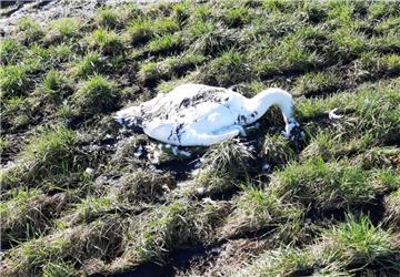 Spaziergänger haben in Büttel auf einer Weide neben der Zufahrtsstraße zum Wesertunnel einen toten Schwan entdeckt.