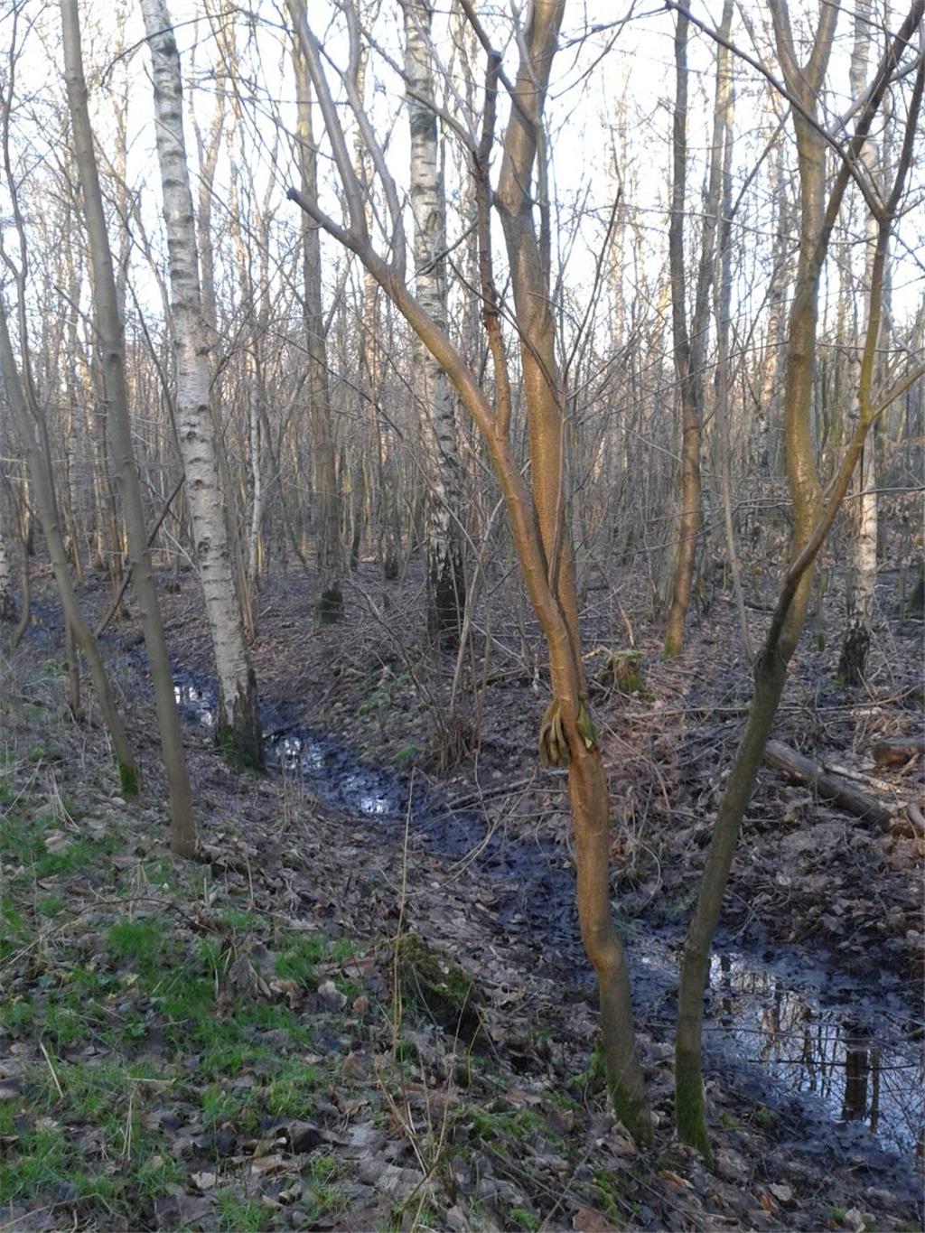 Spaziergang im Ahnthammsmoor. Foto Geller