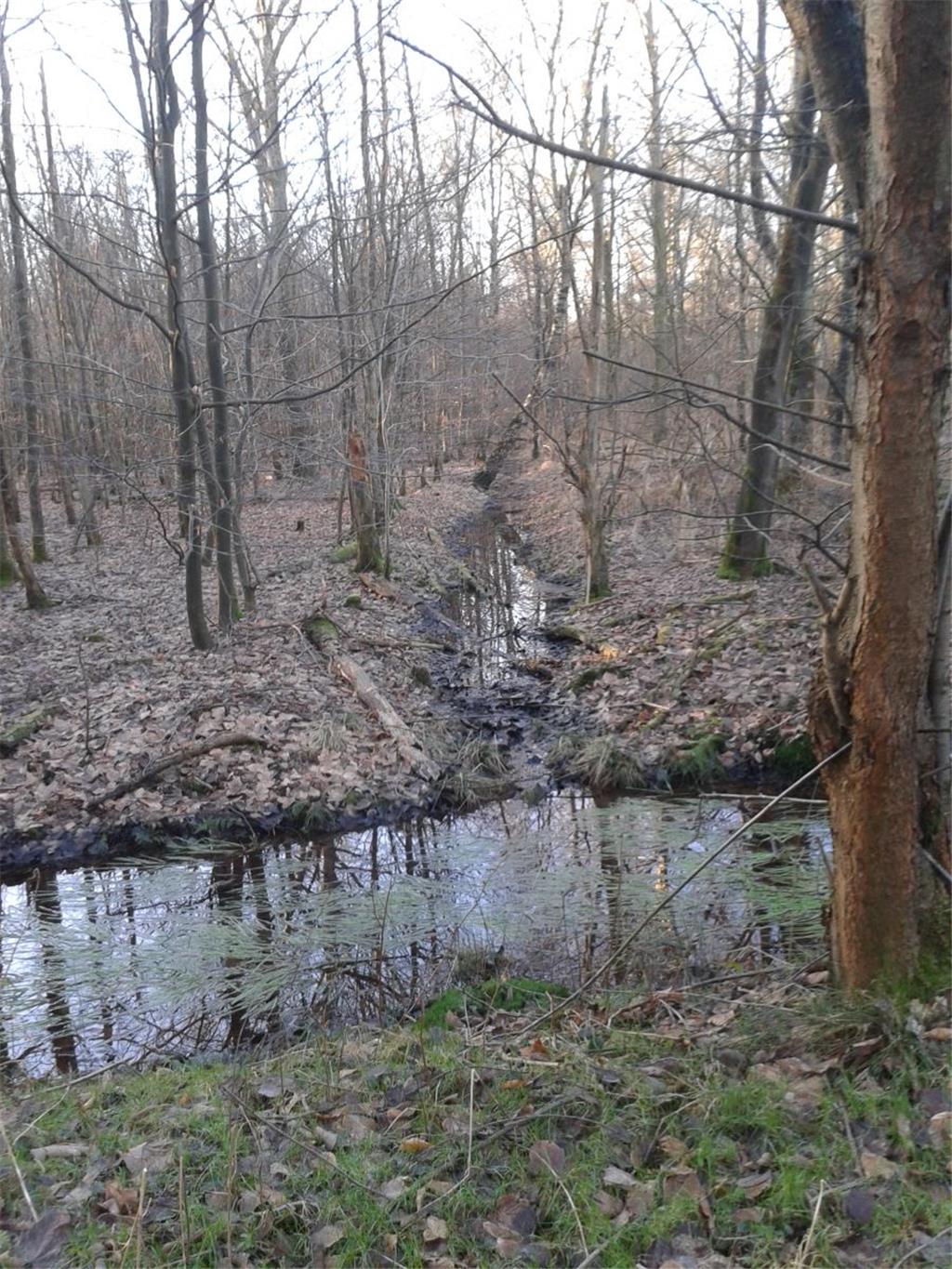 Spaziergang im Ahnthammsmoor. Foto Geller