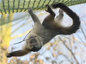 Spektakuläre Turnübungen zeigen die Kapuzineräffchen in ihrem umgebauten Gehege im Jaderpark.