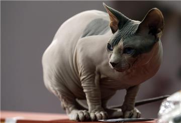 Eine Nachtkatze guckt zur Seite.