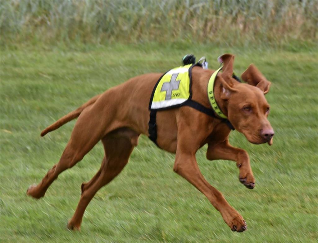 Spinky beim Tag des Hundes im Dorum-Neufeld im Einsatz. 