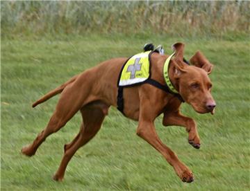 Spinky beim Tag des Hundes im Dorum-Neufeld im Einsatz. 