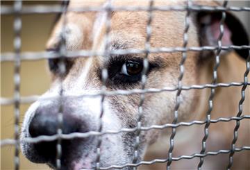 Staffordshire-Terrier-Mischling Chico wurde eingeschläfert. 
