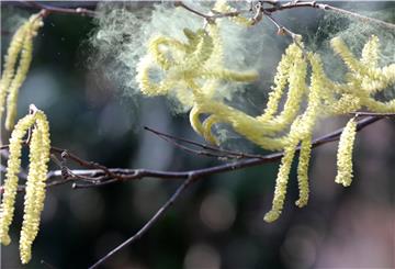 Pollen vom Haselnussstrauch fliegen bei Temperaturen um 12 Grad Celsius durch eine Parkanlage