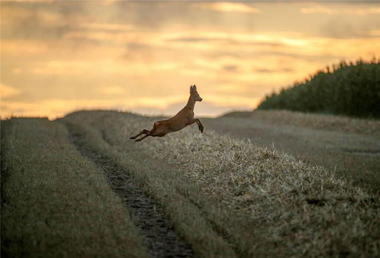 Statt genüsslich auf der nächsten Wiese Gras zu mampfen, hat sich ein Rehbock am Sonntag mal das Überseehafengebiet angesehen.