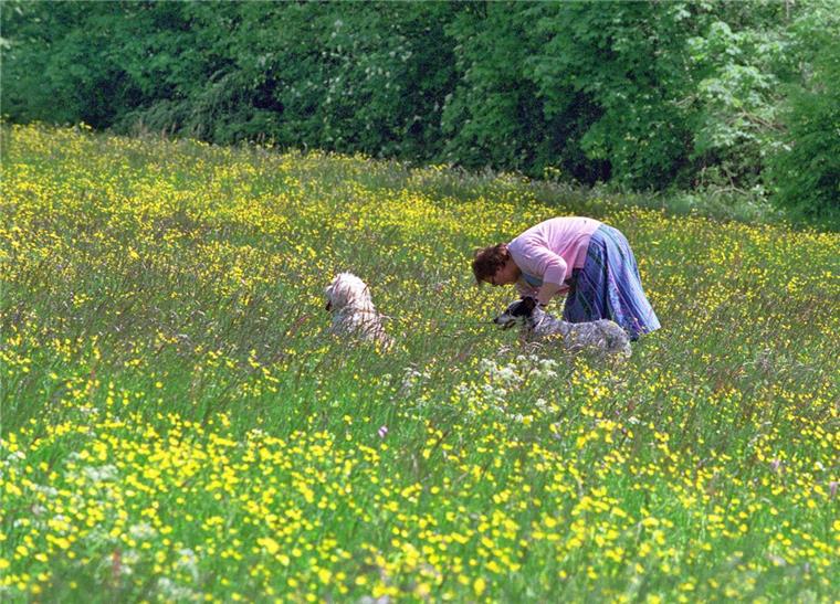 Zeven fördert blühende Landschaften Statt sie für eine intensive Landwirtschaft zu verpachten, möchte Zeven seine noch nicht für die Kompensation benötigten Flächen buchstäblich aufblühen lassen.