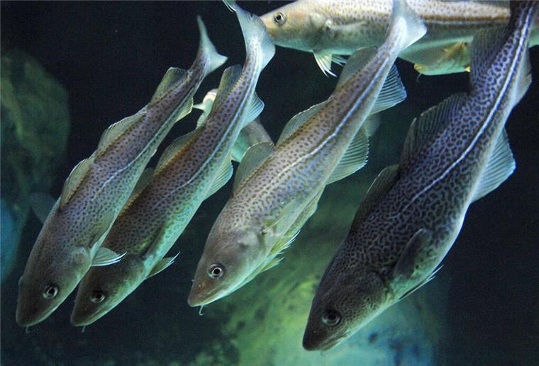 Fischsterben in der Nordsee: Klimawandel vertreibt den Kabeljau Dorsche, auch Kabeljau genannt, schwimmen im Ozeaneum Stralsund im Aquarium,
