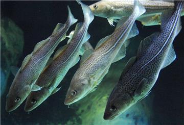 Dorsche, auch Kabeljau genannt, schwimmen im Ozeaneum Stralsund im Aquarium,