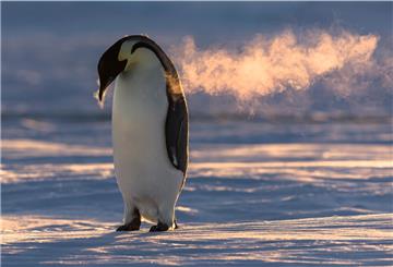 Stefan Christmann hat die Kaiserpinguin-Kolonie in der Antarktis nahe der deutschen Neumayer-Station fotografiert.
