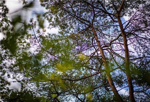 Stehen im Wernerwald im Cuxhavener Ortsteil Sahlenburg bald Windkraftanlagen? Der BUND würde das gerne verhindern.