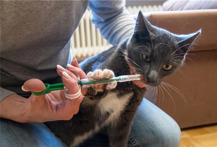 Flöhe: Auch an Wurmkur für Hund oder Katze denken Stillhalten, bitte: Eine Wurmkur sollte auch nach einem Flohbefall bei Katze oder Hund immer angewendet werden, raten Experten.