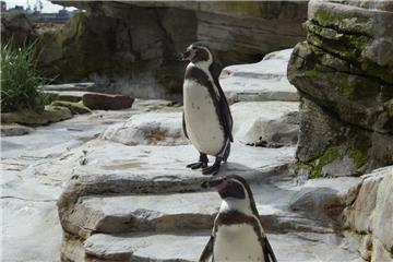 Stolze Pinguine.