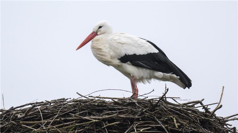 Storch Fridolin verweilt auf seinem Horst.