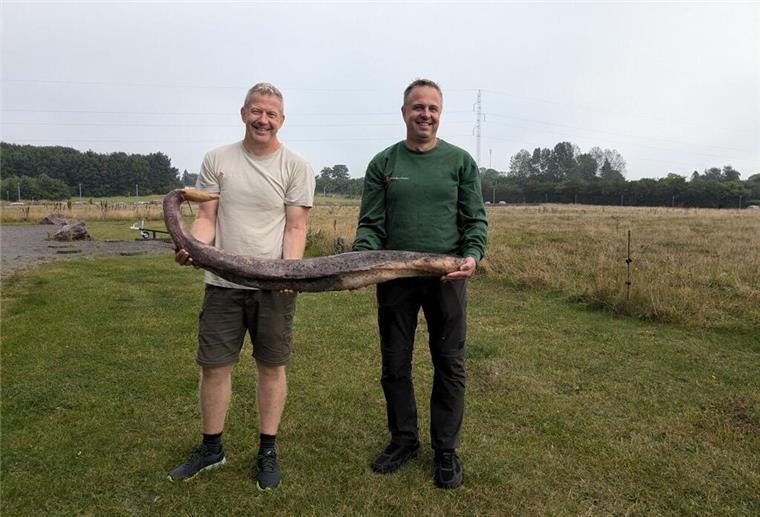 Seltenes Fundstück: Anderthalb Meter langer Penis am Strand angespült Strandreiniger finden ungewöhnlichen Walpenis auf Bornholm