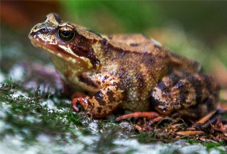 Sprungwunder im Wald: Der Nabu braucht eure Hilfe bei der Springfrosch-Forschung Ein Springfrosch. Straßenbau und Forstwirtschaft setzen Springfröschen zu. Fachleute wollen wissen: Braucht sie mehr Schutz?