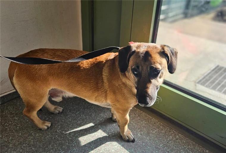 Ohne Herrchen am Hauptbahnhof: Hund landet im Tierheim Herrenlos und hilflos – Polizei bringt Bahnhofshund in Sicherheit
