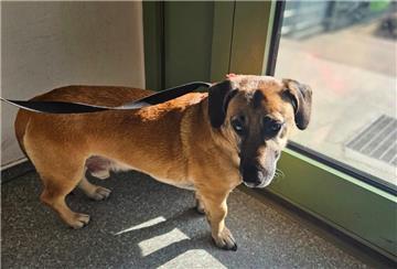 Herrenlos und hilflos – Polizei bringt Bahnhofshund in Sicherheit