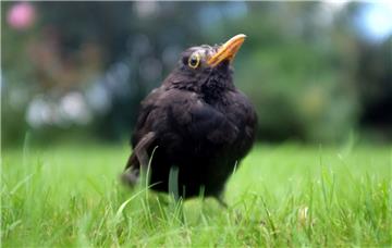 Struppiges Gefieder, apathischer Blick – so sieht eine Amsel aus, wenn sie am Usutu-Virus erkrankt ist. Eine Infektionsgefahr besteht für den Menschen vermutlich nicht. Experten warnen dennoch davor, das Tier mit den bloßen Händen anzufassen.