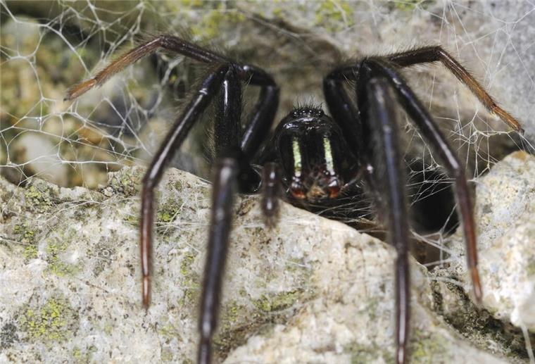 Fischernetzspinne, beim Warten auf Beute, am Eingang des Netzes einer Felsspalte.