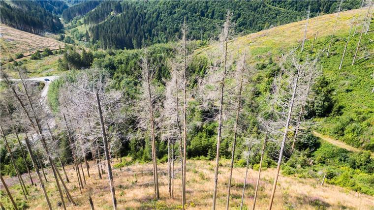 Wiederaufforstung in Niedersachsen schreitet voran Stürme und der Borkenkäfer haben den niedersächsischen Wäldern in den vergangenen Jahren zugesetzt.