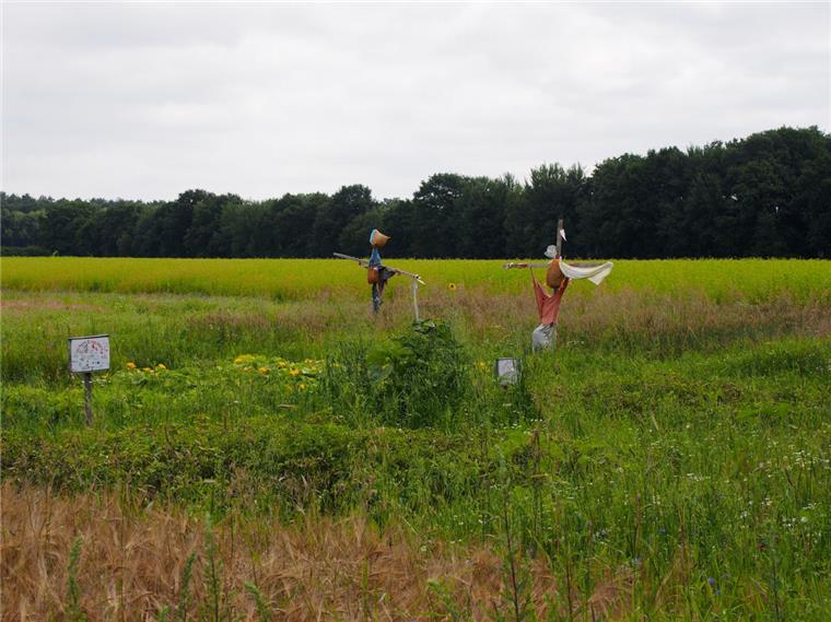 Wandern im Landkreis Rotenburg: Ein Nordpfad zum Abschalten Stumme Gesellen am Wegesrand: Am Nordpfad "Riepholm-Gilkenheide" bei Visselhövede.