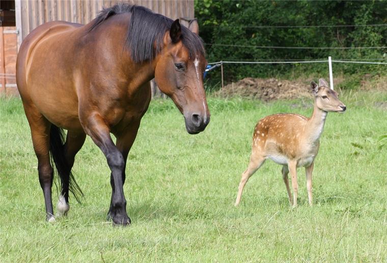Lunestedt: Damwild lebt bei Pferden