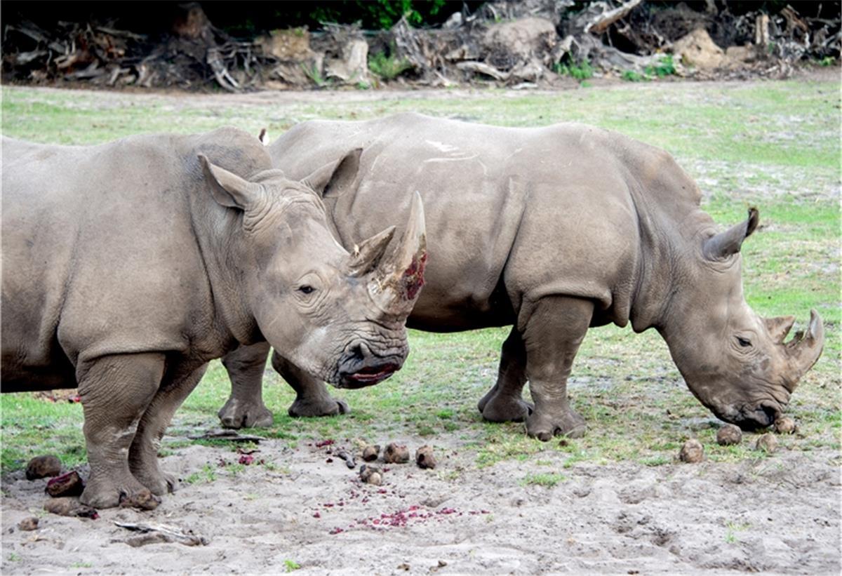 Hodenhagener Breitmaulnashorn wird Leihmutter Südliche Breitmaulnashörner als Leihmütter: Das kurz vor dem Aussterben stehende Nördliche Breitmaulnashorn soll mit Unterstützung aus Niedersachsen gerettet werden.