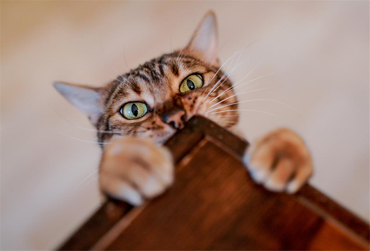 Süße oder lustige Bilder von Katzen - wie hier von der Deutschen Presse Agentur - gibt es sicherlich auch bei uns der Region jede Menge.