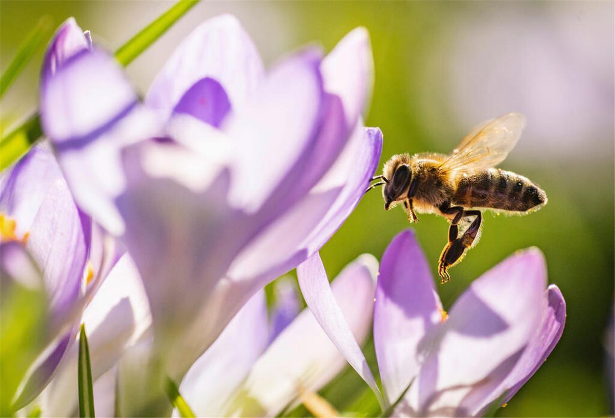 So können früh fliegende Insekten im Garten unterstützt werden ARCHIV - Summ, summ: Bereits im Februar blühen die ersten Krokusse und bieten den frühen Bienen eine Nahrungsquelle. (zu dpa: «So helfen Sie den frühen Insekten im Garten») Foto: Frank Rumpenhorst/dpa/dpa-tmn - Honorarfrei nur für Bezieher des dpa-Themendienstes +++ dpa-Themendienst +++