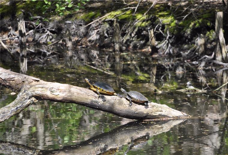 Bremerhaven: Sumpfschildkröten bevölkern Bootsteich Sumpfschildkröten haben sich im Speckenbütteler Bootsteich angesiedelt. Die Tiere genießen es, sich auf Gehölzen von der Sonne wärmen zu lassen.