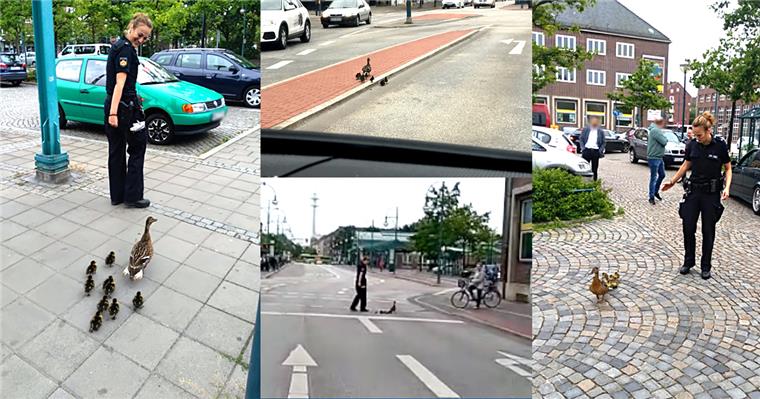 Polizistin rettet Entenfamilie in Geestemünde vor dem Tod Super Aktion: Eine Polizistin hat eine Entenfamilie durch den Verkehr in den Bürgerpark gebracht.