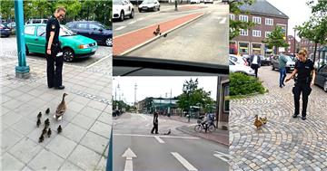 Super Aktion: Eine Polizistin hat eine Entenfamilie durch den Verkehr in den Bürgerpark gebracht. 
