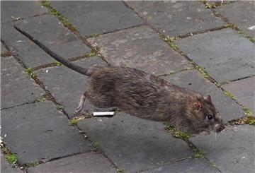 Eine große Ratte rennt von links nach rechts durch das Bild.