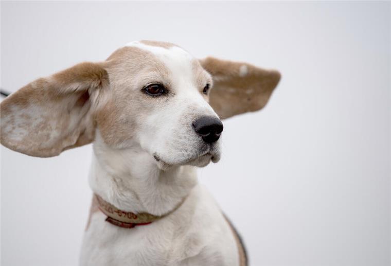 Werwolfsyndrom bei Hunden: Rätselhafte Hundekrankheit sorgt für Aufsehen (Symbolbild) Eine mysteriöse Krankheit breitet sich bei Hunden aus.