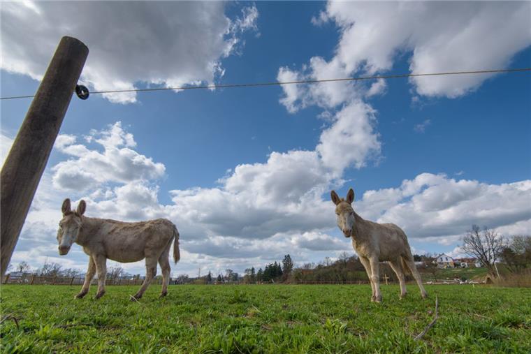 Unbekannte schießen mit Kleinkalibergewehr auf Esel Symbolbild mit Eseln auf einer Weide. Unbekannte haben jetzt im Ortsteil Hollenerheide auf die Tiere geschossen.