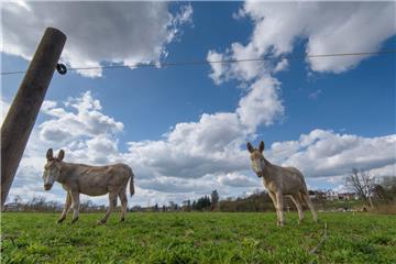 Symbolbild mit Eseln auf einer Weide. Unbekannte haben jetzt im Ortsteil Hollenerheide auf die Tiere geschossen. 