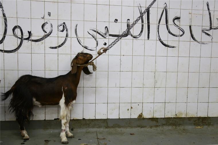 Niedersachsen: Muslime dürfen Tiere schächten Symbolfoto aus Ägypten: Eine Ziege steht angeleint in einem Schlachthof vor dem islamischen Opferfestes Eid al-Adha.