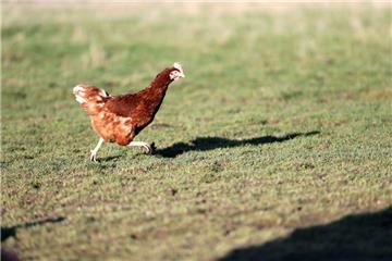 Symbolfoto: Ein Huhn rennt auf dem Gelände eines Geflügelhofs. 