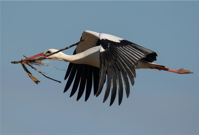 Totes Storchenpaar im Kreis Wesermarsch gefunden Symbolfoto: Ein Storch bringt Nistmaterial zu seinem Nest.