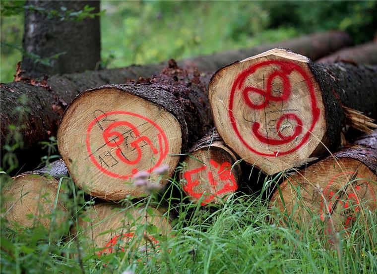 L135 bei Loxstedt: Unbekannte legen Bäume auf Straße Symbolfoto: GefälltBäume liegen im Wald.