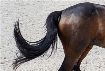 Symbolfoto: Mit dem Hinterteil erwischte das Pferd die Rollerfahrerin.