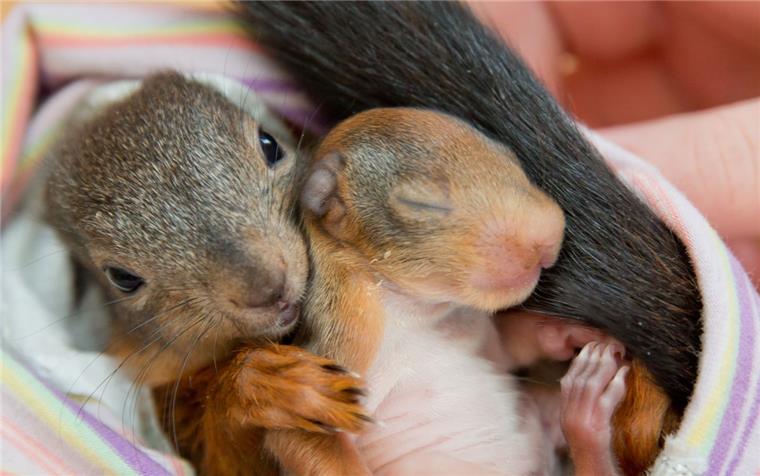 Tierschutzverein Wesermarsch gibt Tipps für Umgang mit Jungtieren Täglich erreichen den Tierschutzverein Anrufe, dass junge Wildtiere wie zum Beispiel Kaninchen, Eichhörnchen, Hasen oder Vögel aufgefunden wurden.