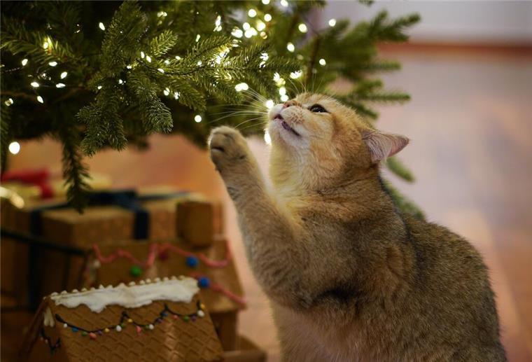 Die BEG sammelt Weihnachtsbäume ein Tannenbaum mit Katze